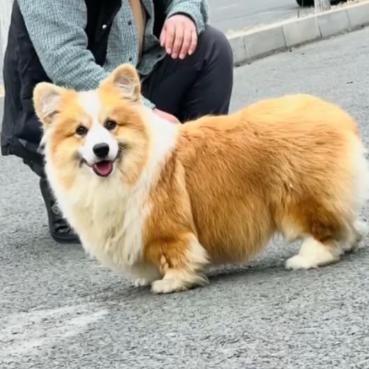 顺顺柯基