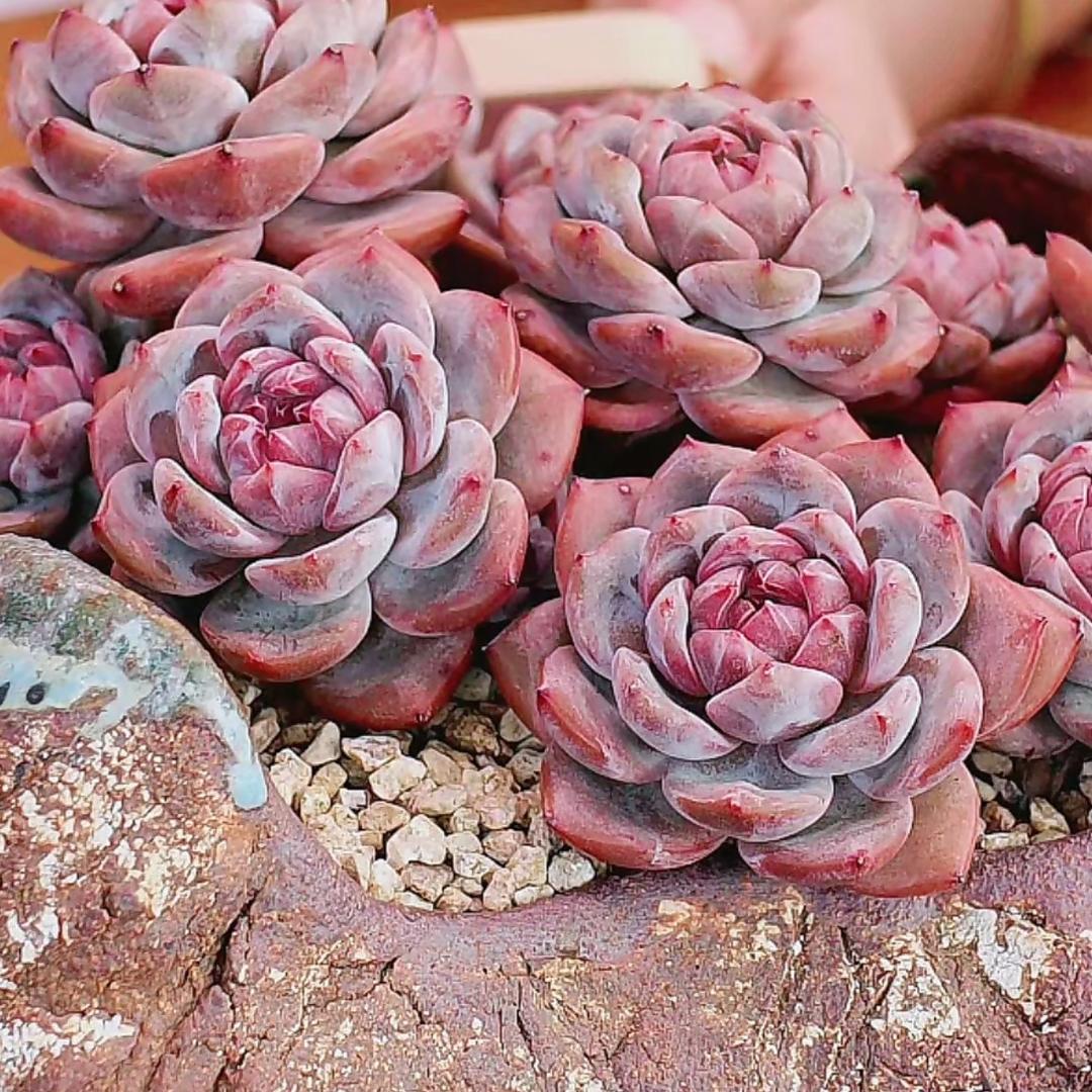 沙皮狗精品多肉园