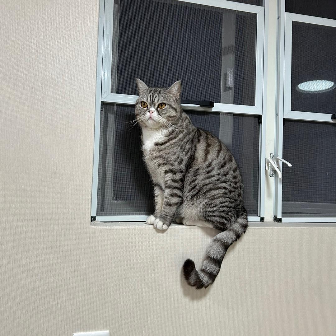 奥特曼小怪兽👿