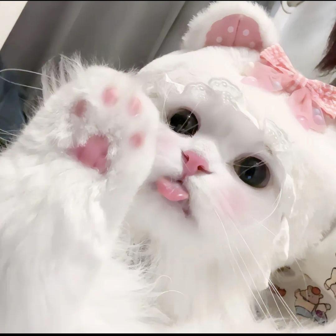 呆喵喵🐱