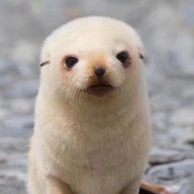 可爱的小海狗(如图所示)