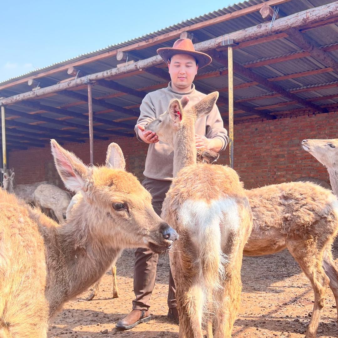 Tamkin乌鲁木齐梅花鹿养殖基地