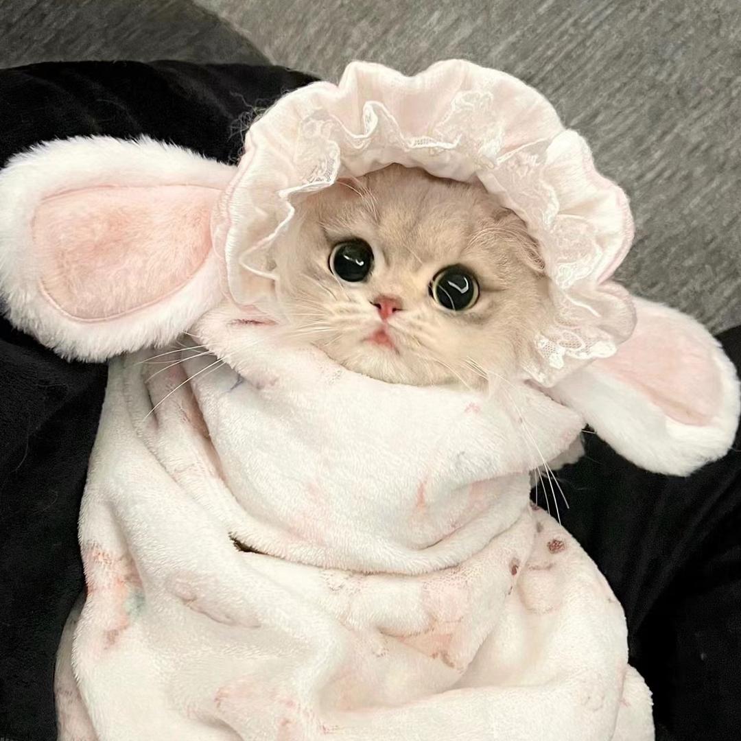 泡芙喵猫舍