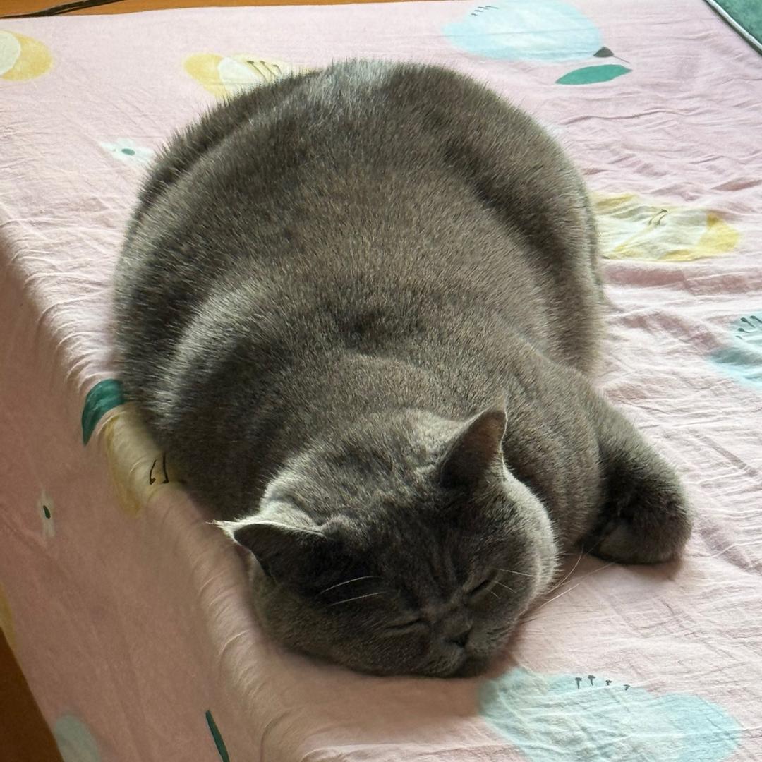 肥貓18