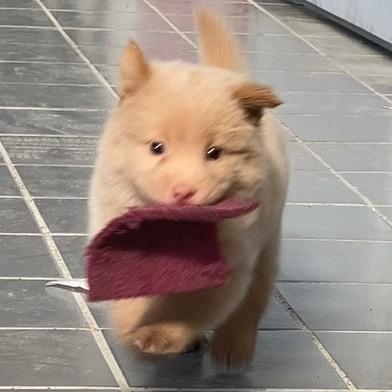 🐶小斗麦芽