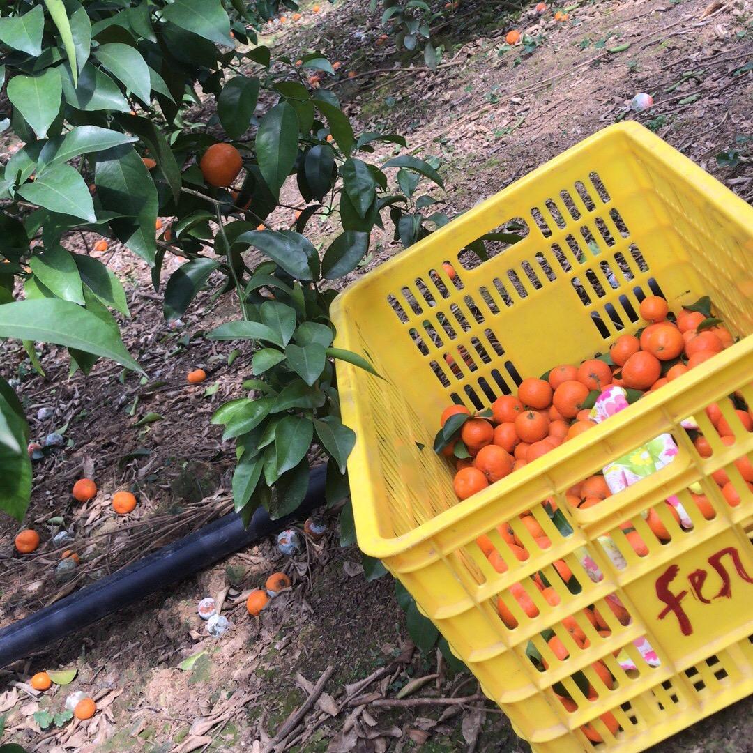 果小弟