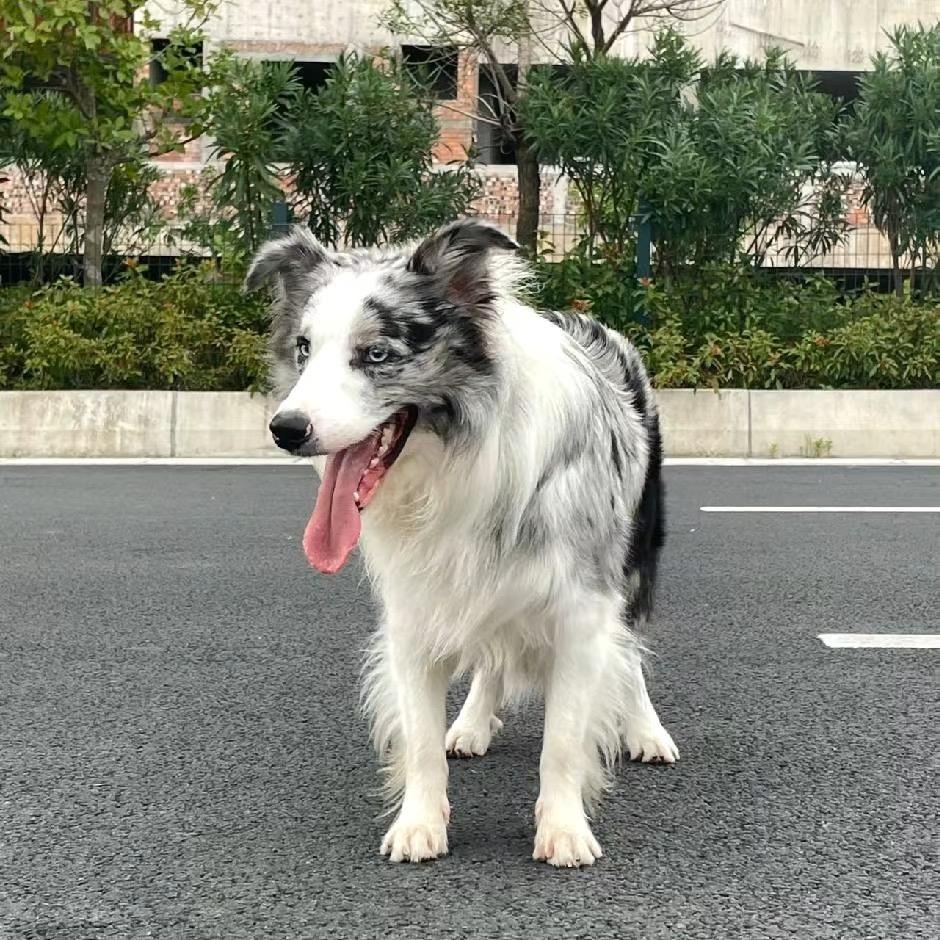 湖北省灶古橱柜铺直播号