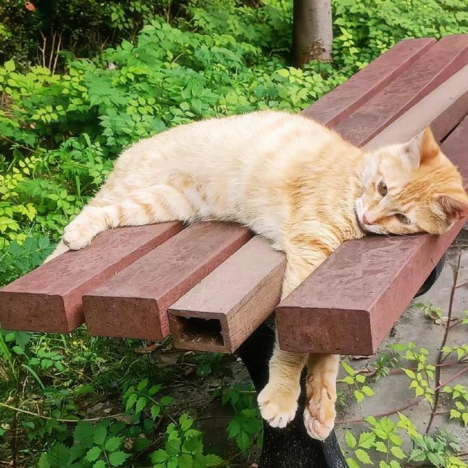 喵🐈