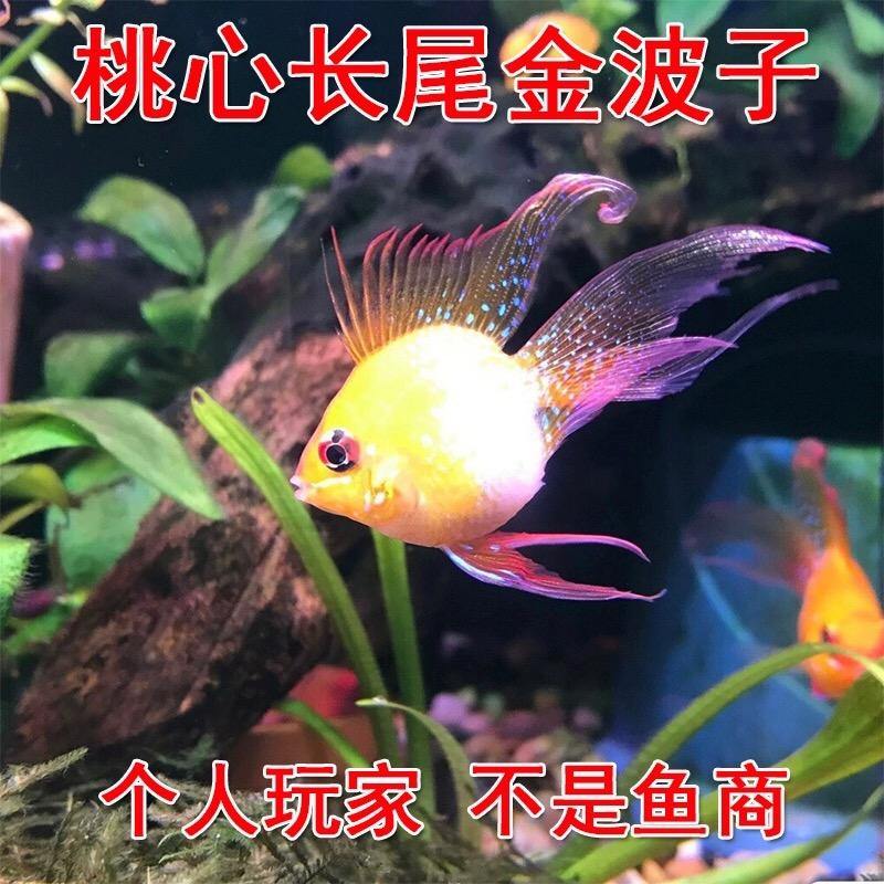 桃心长尾金波子