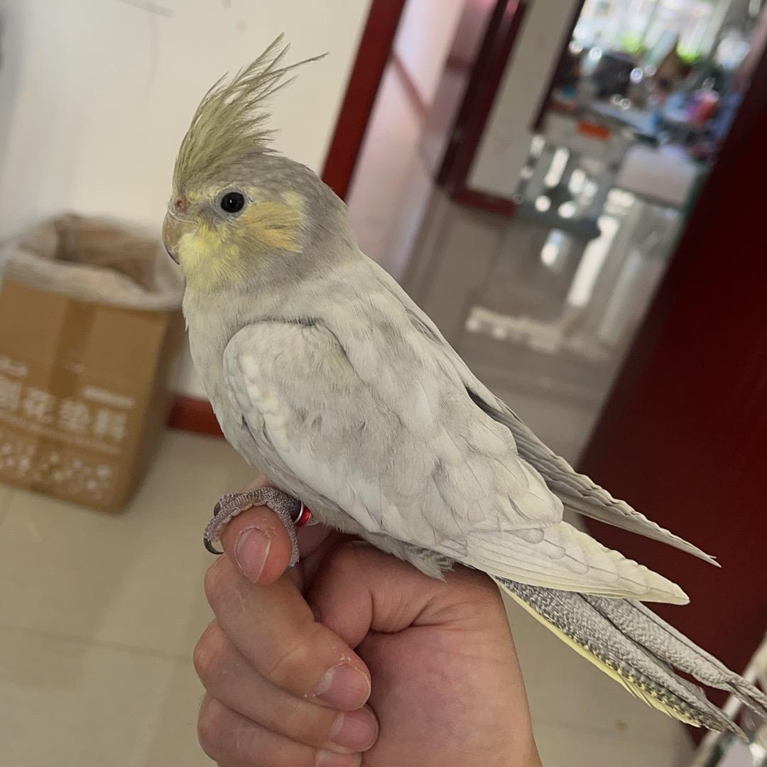 百变电孵🦜
