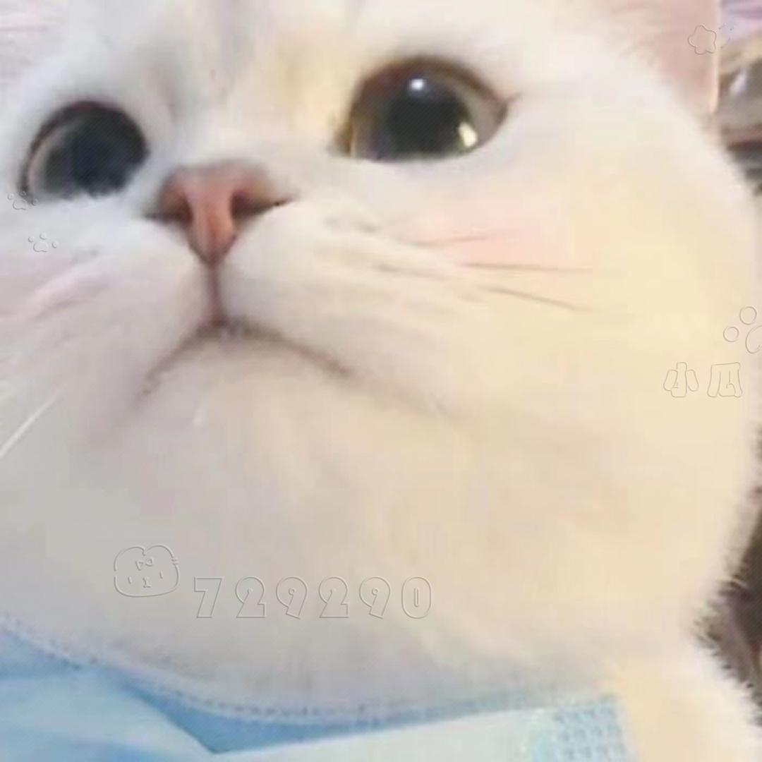 笨笨的芒果