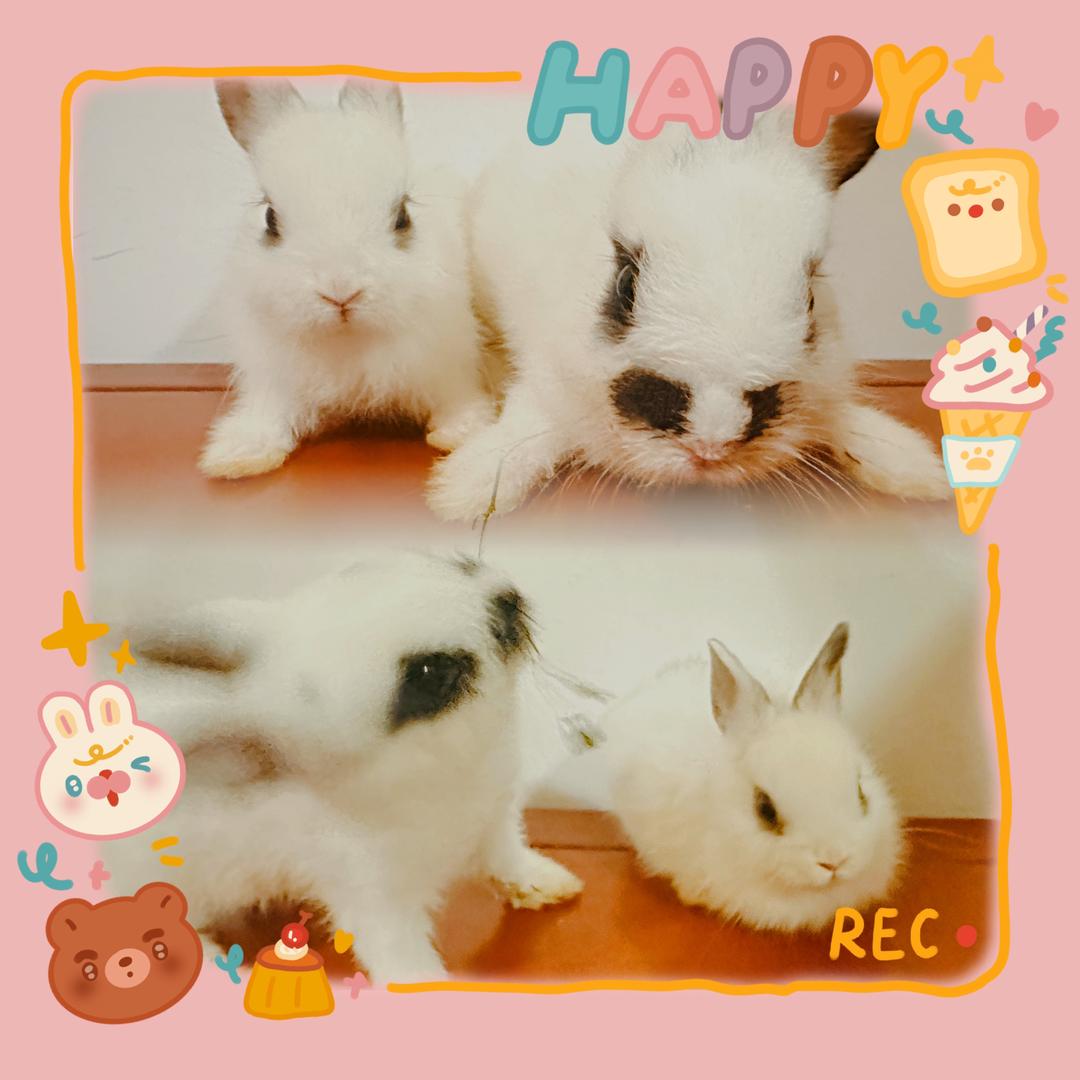 大志和雪球🐰