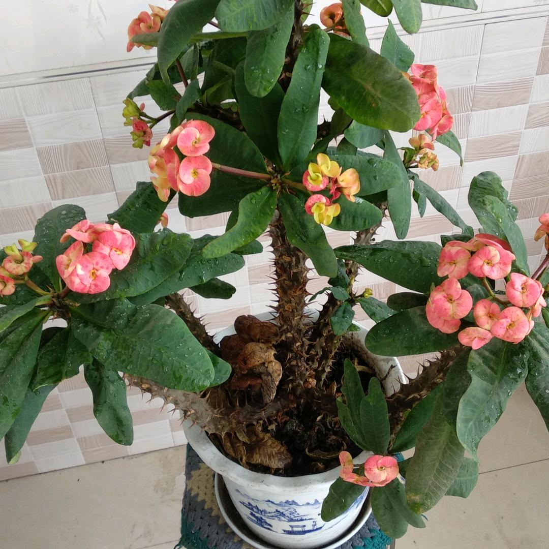 传奇