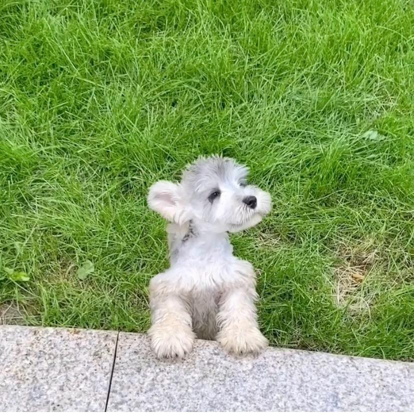 契约雪纳瑞/哈哈小妹