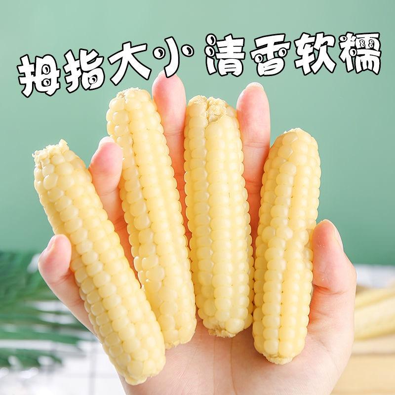 帕沙傣拇指玉米