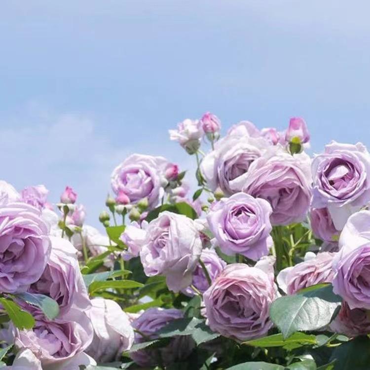 8090花园