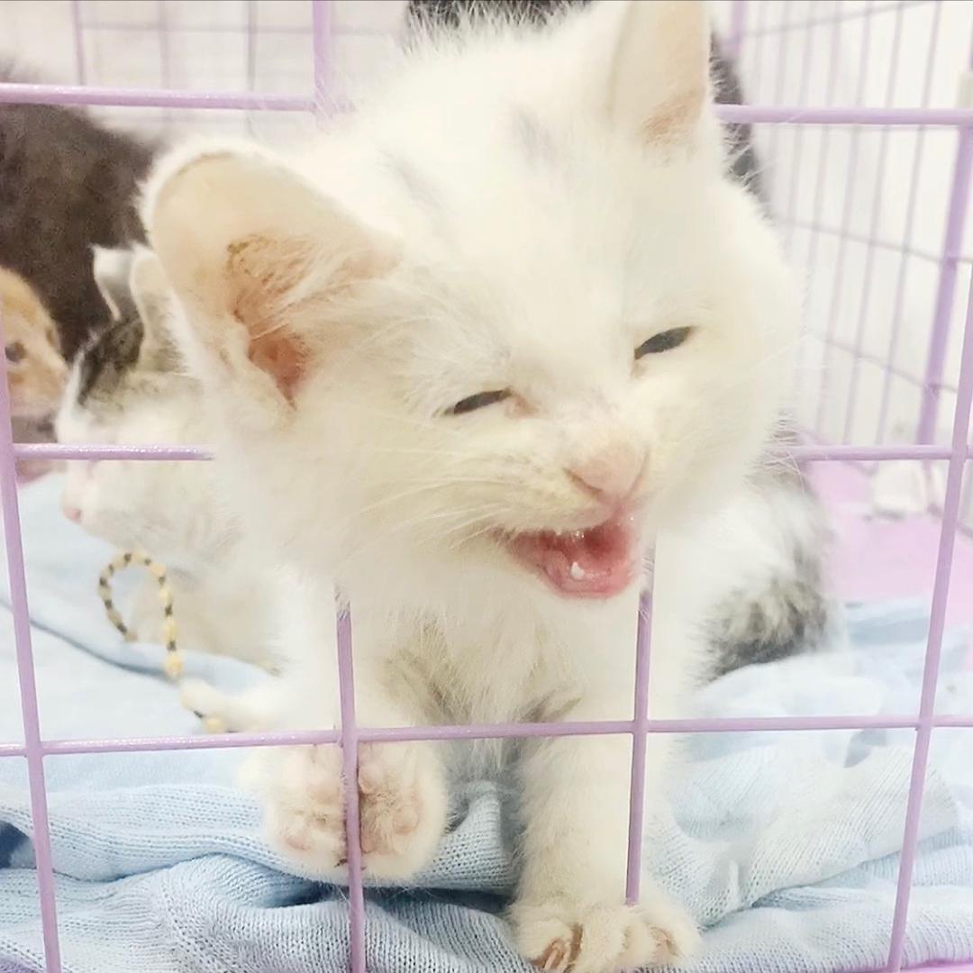 越狱家的猫