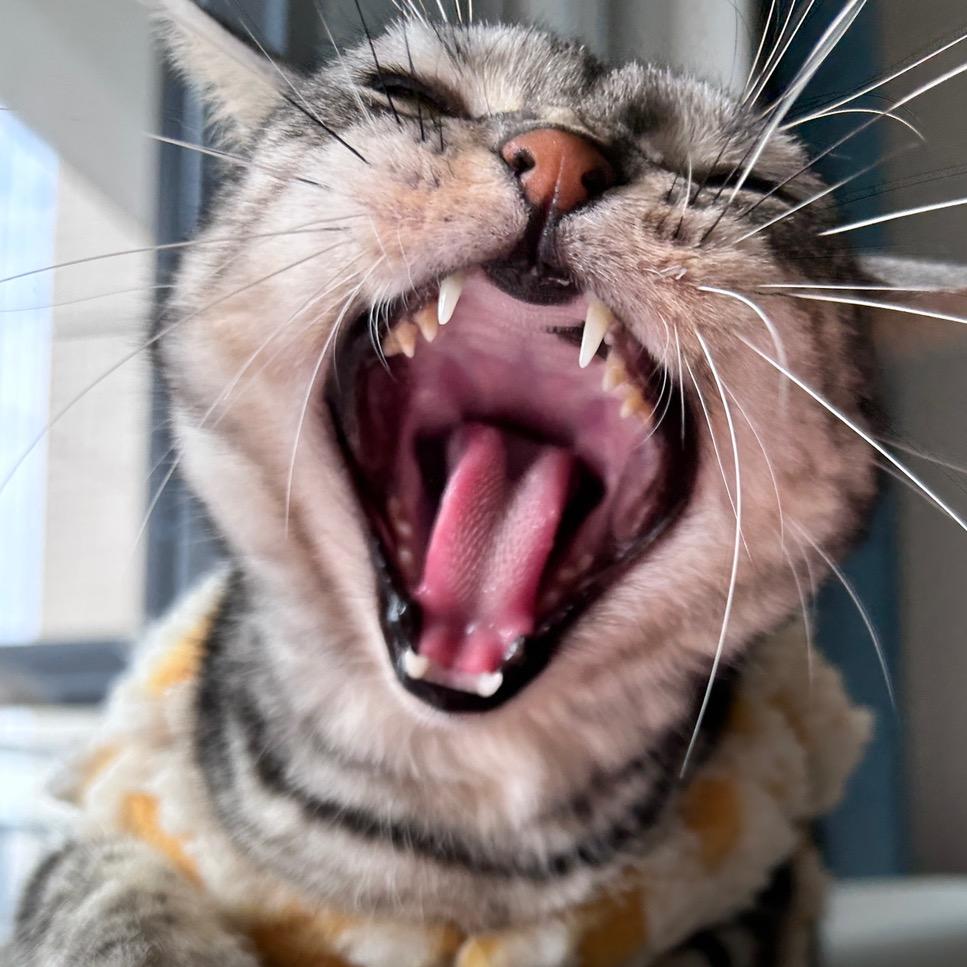 睡不着是只小美短