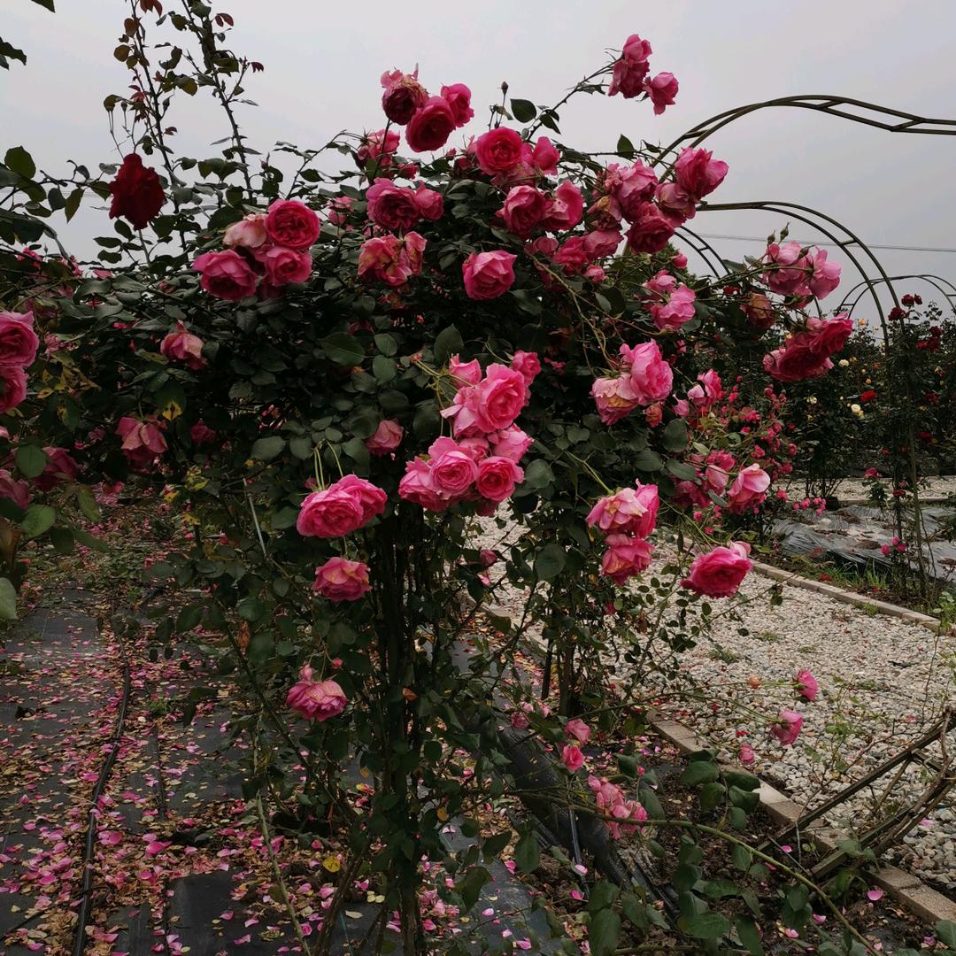 玲珑