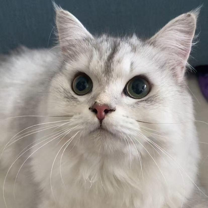 小鱼干是只猫