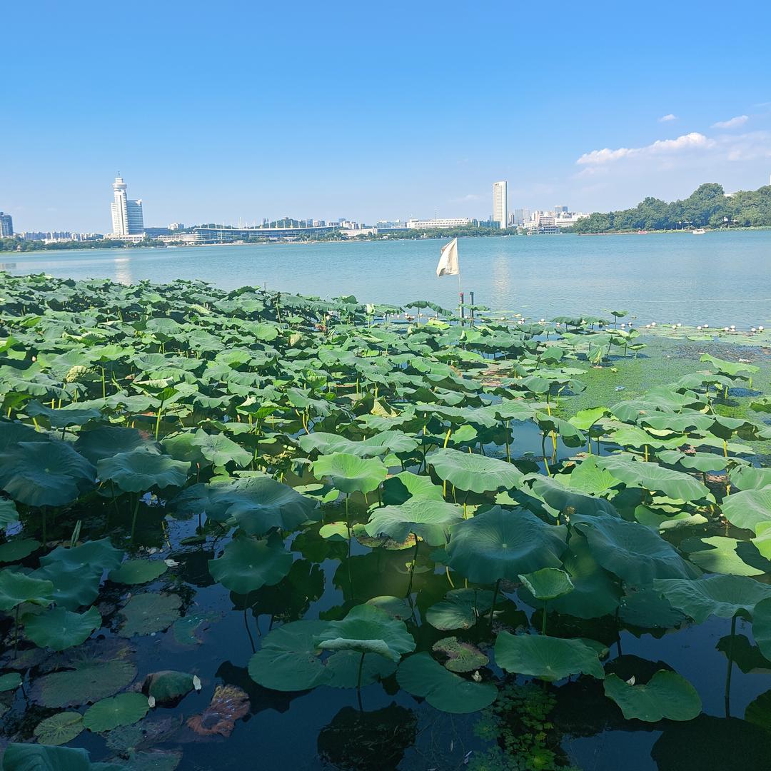 大悦城樊文花