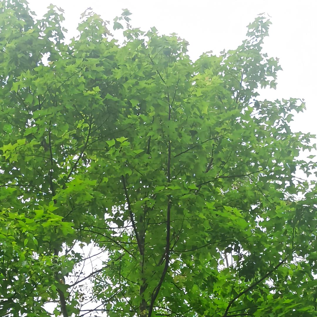 澜晶瞳卫眼世家大唐盛世