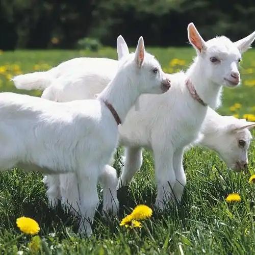 全国鲜羊奶配送站 雅渟