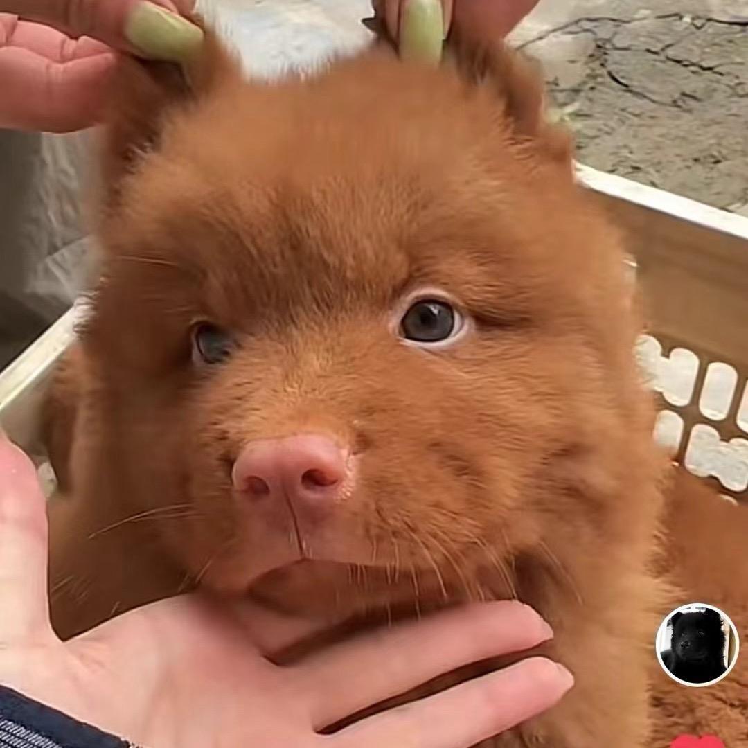 田园犬天霸之宠-直播1号