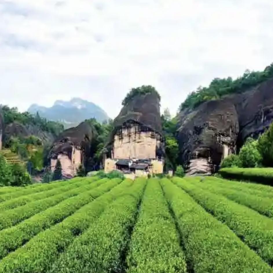 有岩有茶茶掌柜