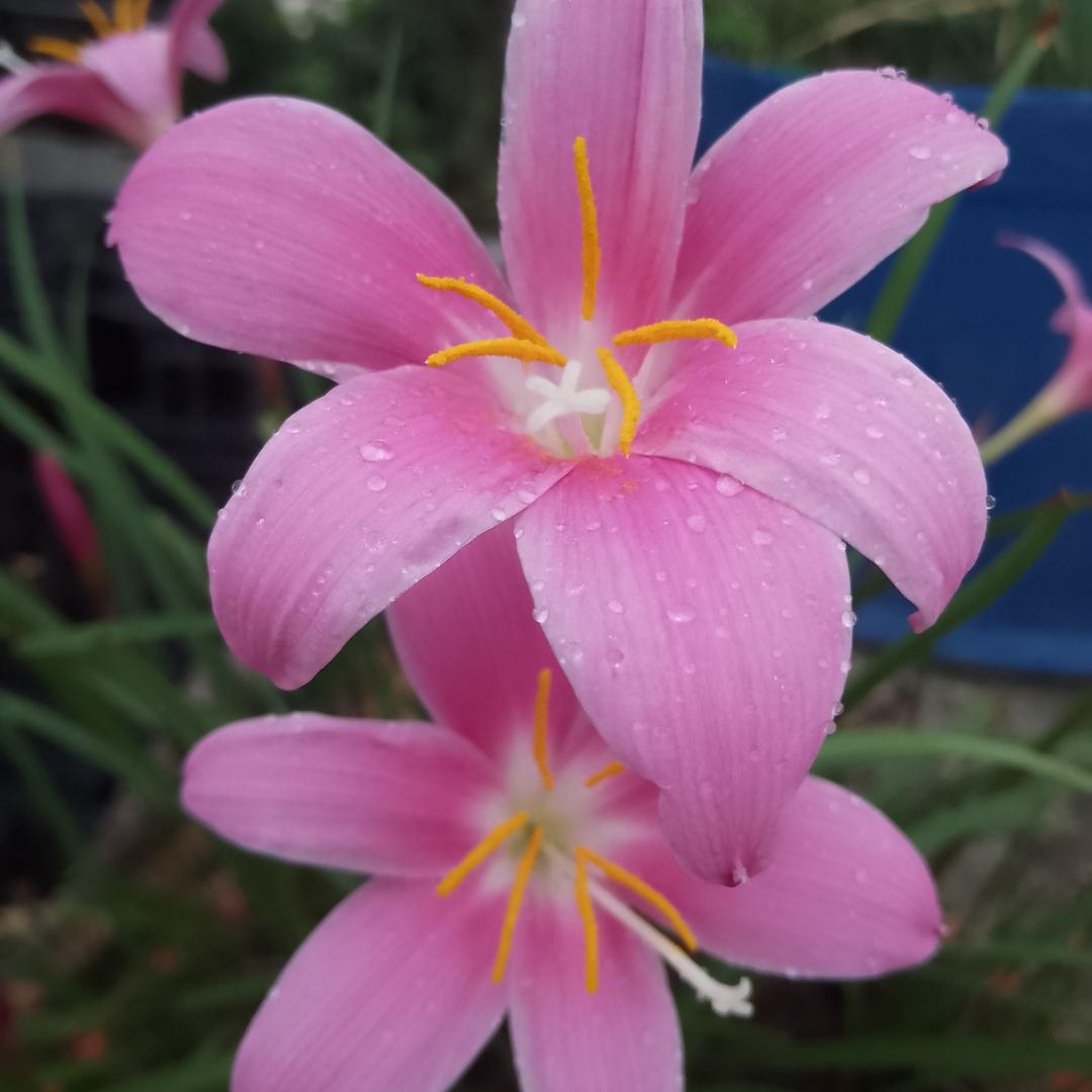 派大星的派