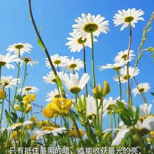 大琪小羿
