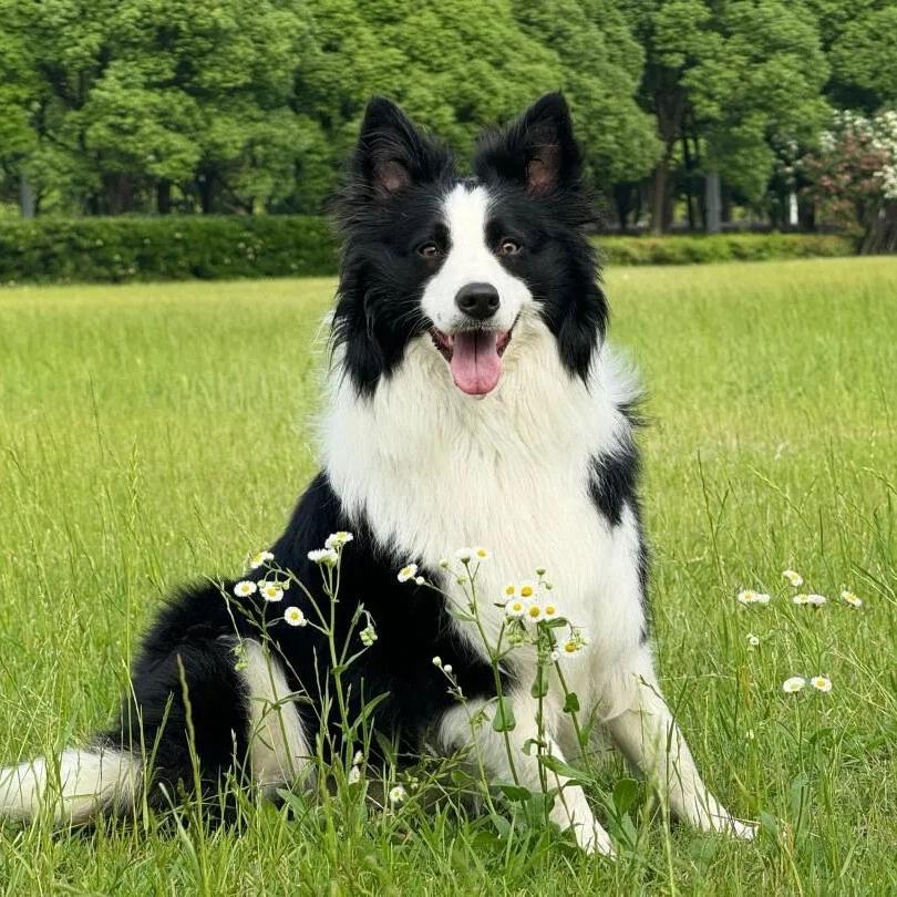 阿文家有边牧2号