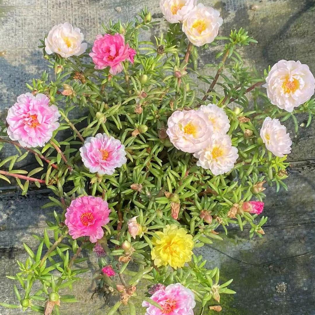 向阳花园