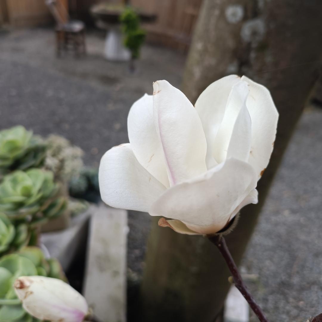 盛禾001
