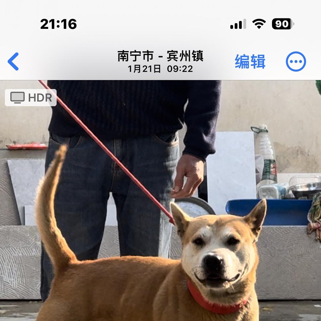 小七寻犬🐩