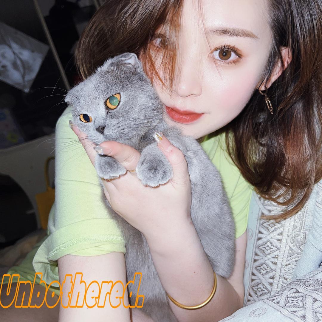 dimoo德文卷毛猫