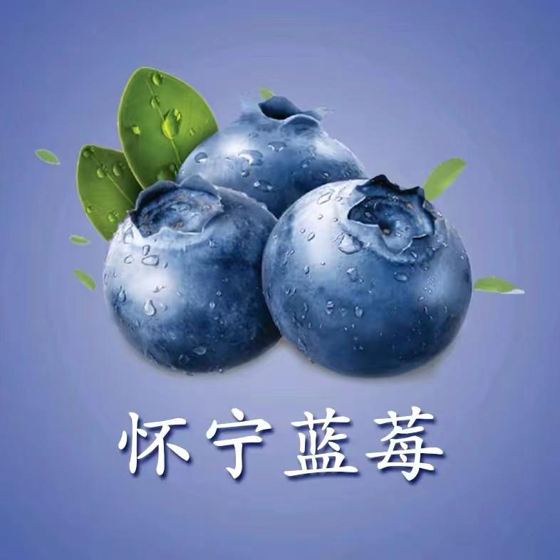 怀宁蓝莓