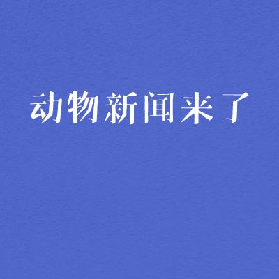 动物新闻来了