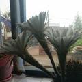 仙人掌🌵❤️ (  ⚫︎ー⚫︎  )