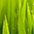 馨雨