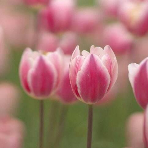 春风（请勿连赞）