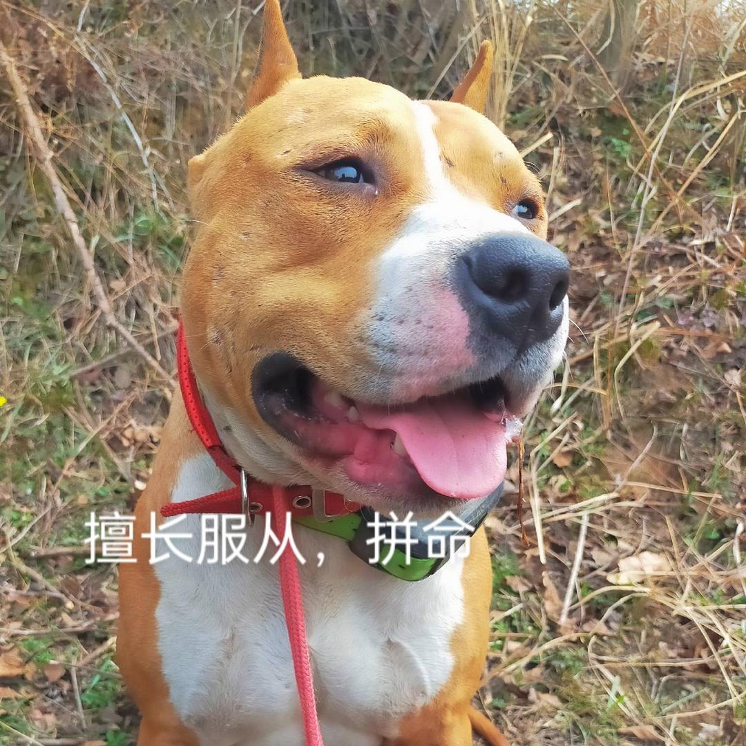 随州龟犬，硬拖，骚狗。
