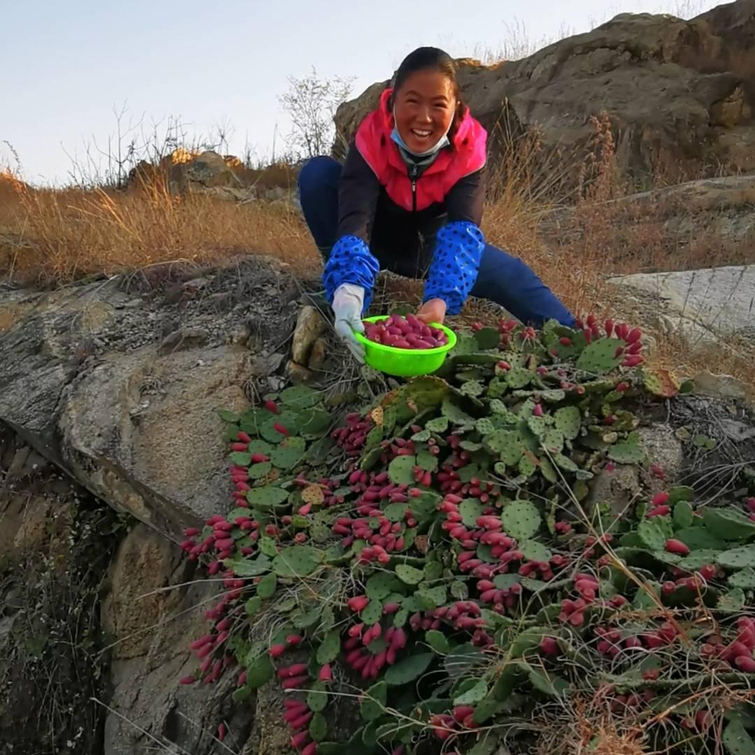 最美仙人掌果
