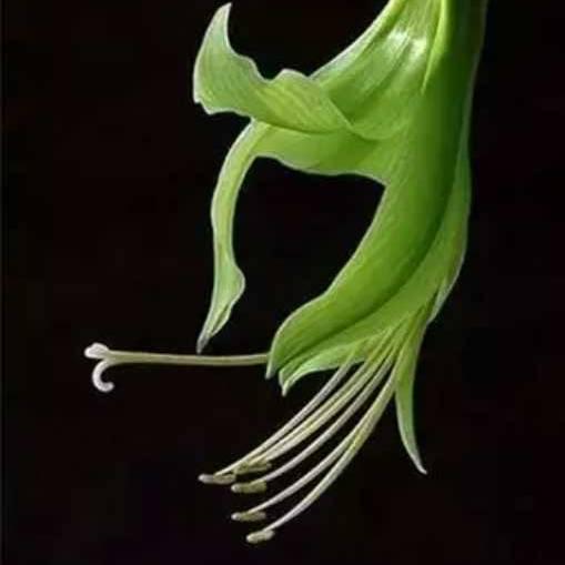 我家老主宗来了？