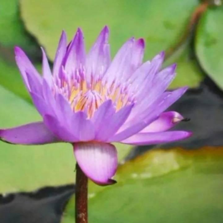 悠悠寸草心☔️
