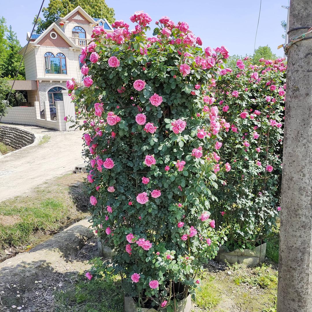 郫都区宏彬园艺场