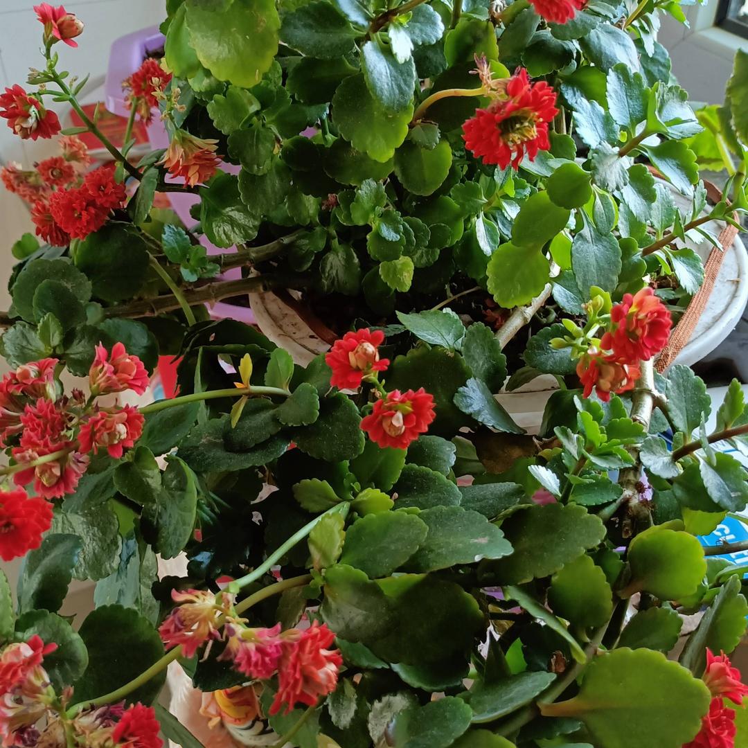 美丽的花朵。🔥🔥