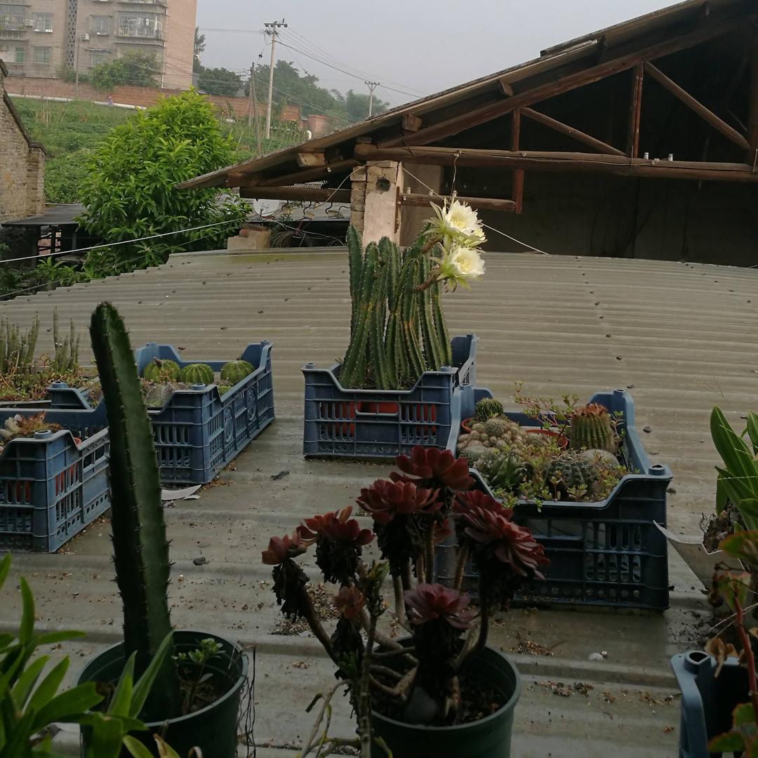 黄家泉