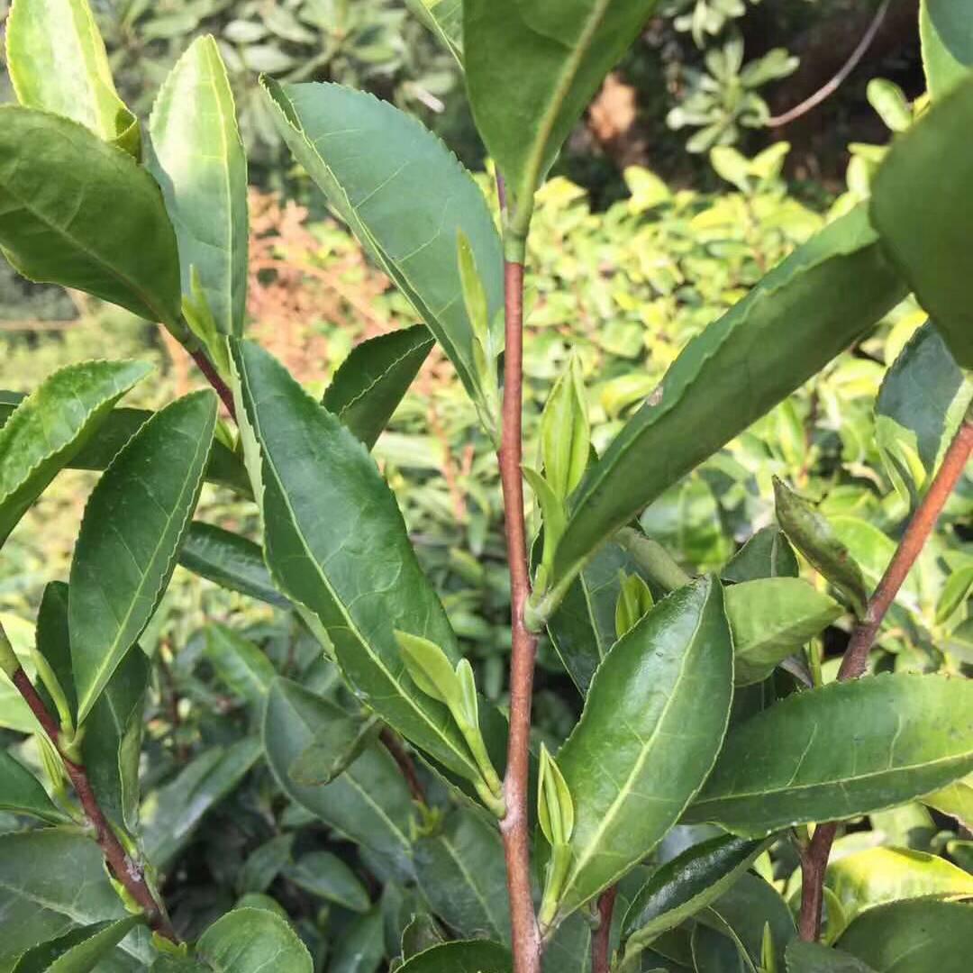 龙井绿茶
