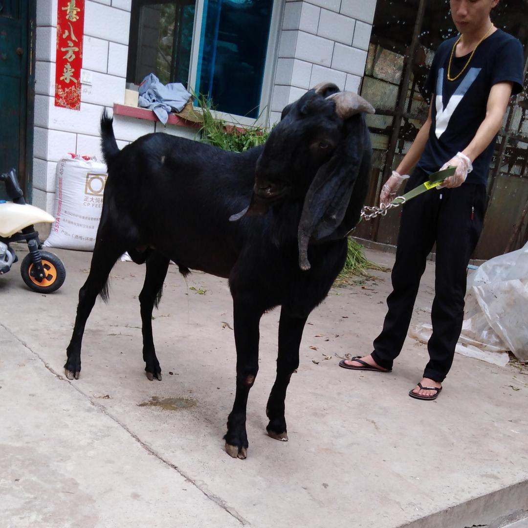 昆明牧羊人